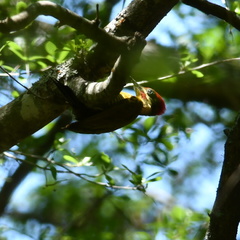 Piculus chrysochloros