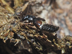 Platystethus arenarius