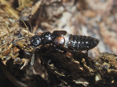 Platystethus arenarius