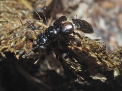 Platystethus arenarius