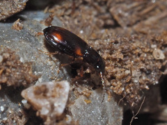 Elaphropus quadrisignatus
