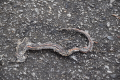 Oligodon octolineatus