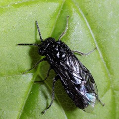 Tomostethus nigritus