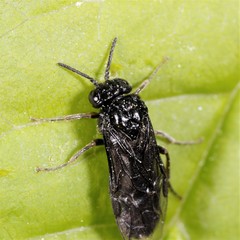 Tomostethus nigritus