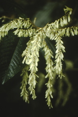 Triplaris caracasana