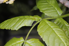 Tomostethus nigritus