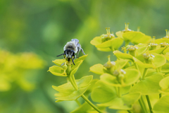 Colletes