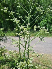 Eryngium floribundum