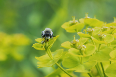 Colletes