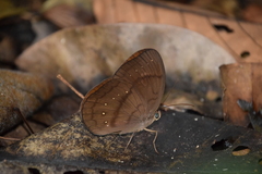 Faunis canens arcesilas