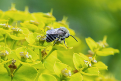Colletes