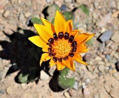Gazania heterochaeta