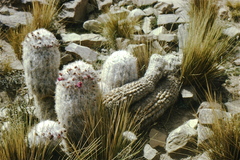 Oreocereus trollii