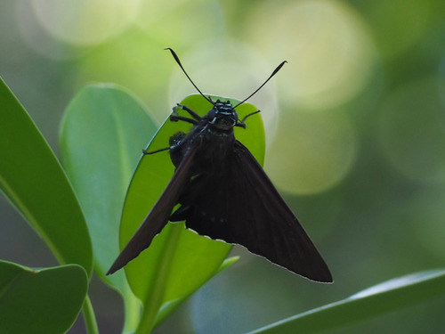 Mangrove Skipper photo 5