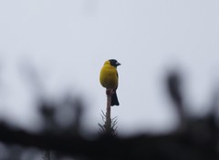 Mycerobas affinis