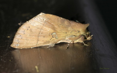 Hapigia simplex