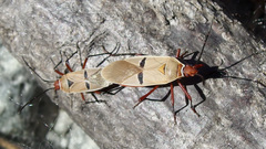 Dysdercus bimaculatus