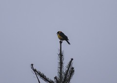 Mycerobas affinis