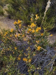 Chuquiraga avellanedae