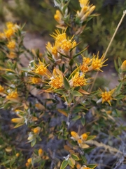 Chuquiraga avellanedae