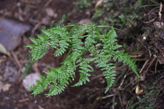 Athyrium newtonii