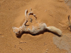Vulpes pallida