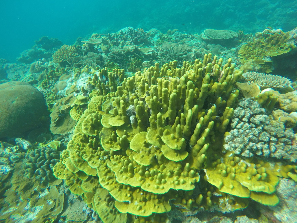 Porites lichen