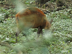 Cephalophorus harveyi