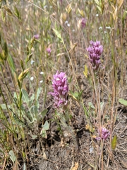 Castilleja attenuata