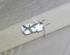 Euerythra phasma