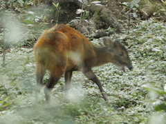 Cephalophorus harveyi