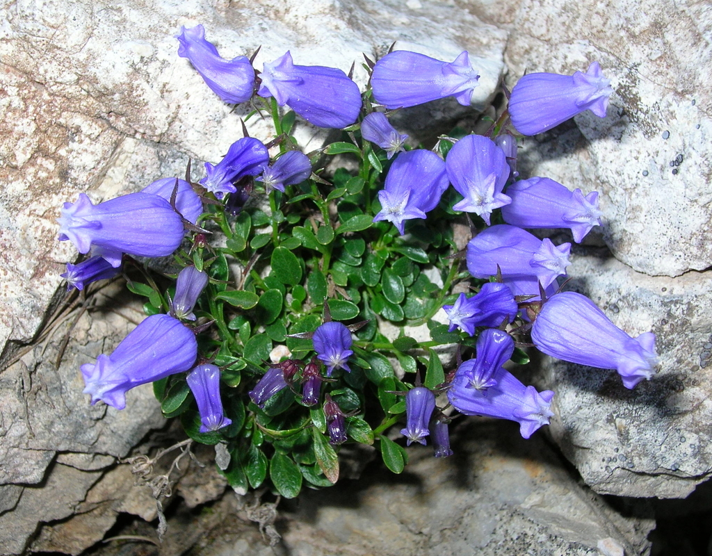 Crimped Bellflower