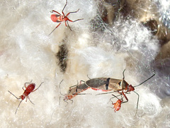 Dysdercus bimaculatus