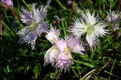 Dianthus sternbergii