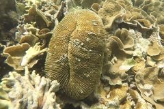 Ctenactis echinata