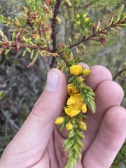 Hypericum laricifolium