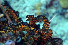 Parazoanthus swiftii