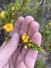 Hypericum laricifolium