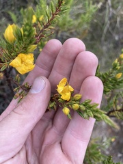 Hypericum laricifolium