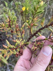 Hypericum laricifolium