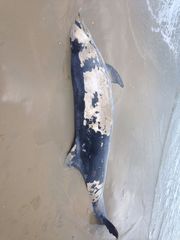 Tursiops truncatus
