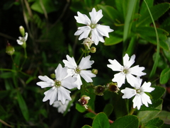 Heliosperma alpestre