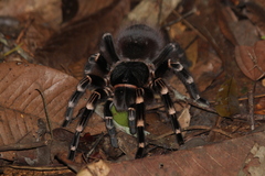 Acanthoscurria geniculata