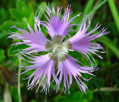 Dianthus sternbergii