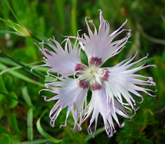 Dianthus sternbergii