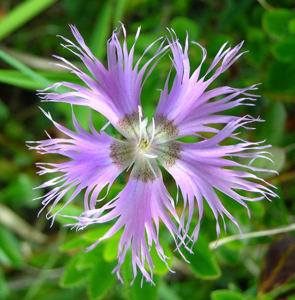 Sternberg's Pink