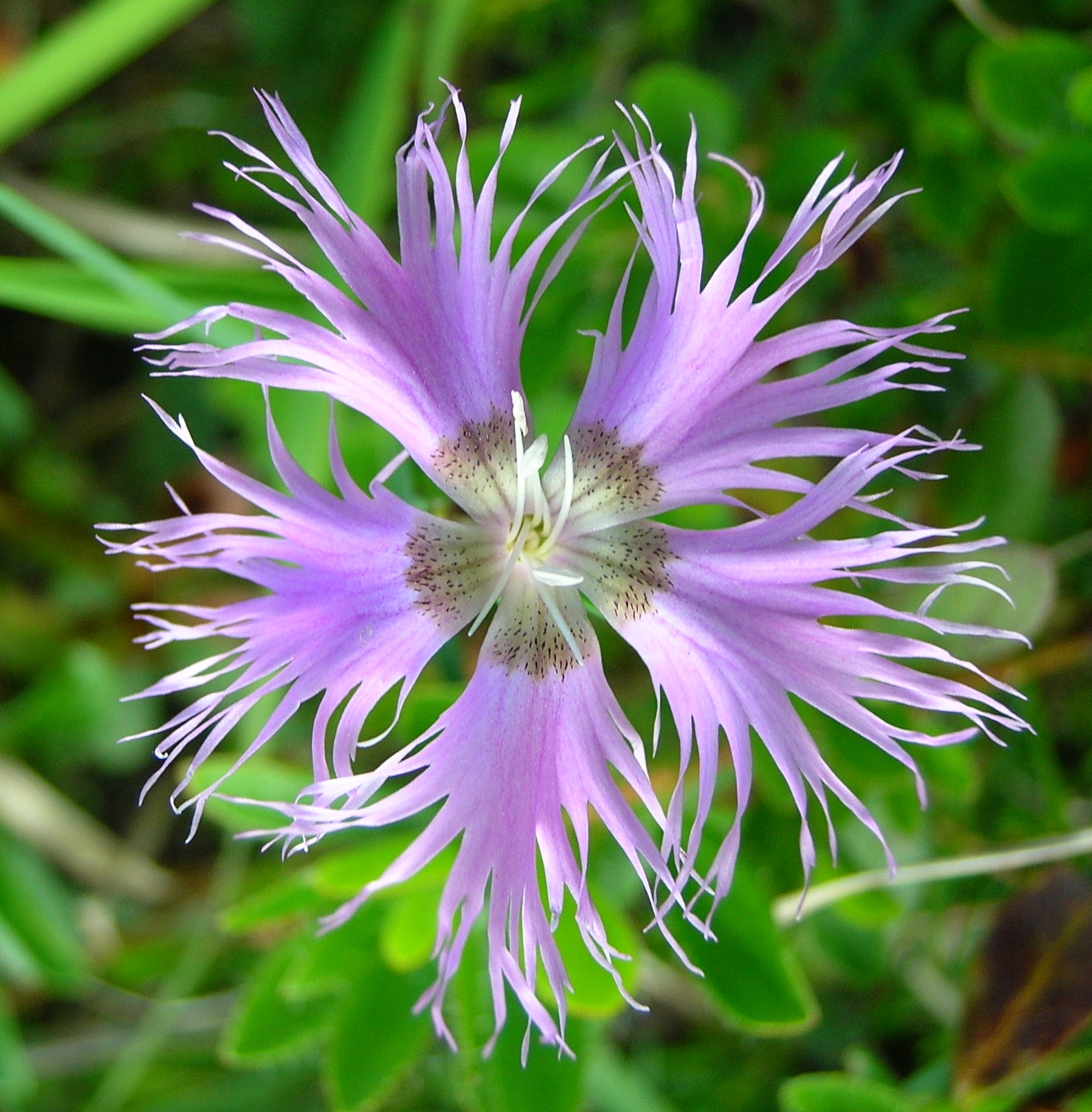 Dianthus sternbergii