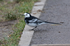 Motacilla alba