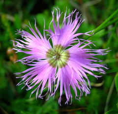 Dianthus sternbergii