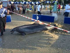 Tursiops truncatus